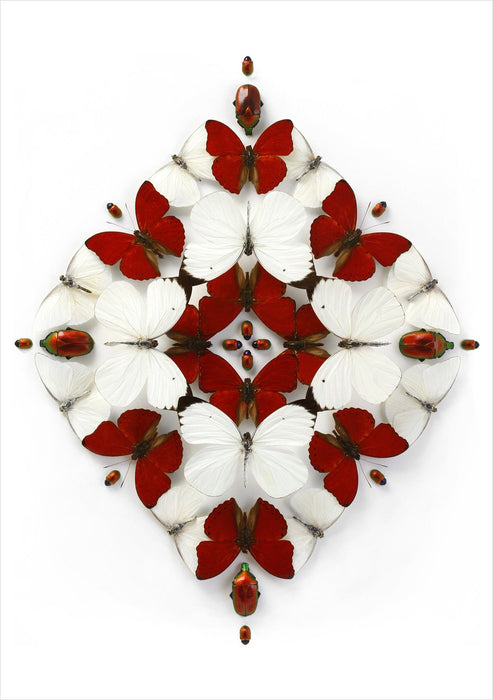 Christopher Marley: Crimson Inflorescence Holiday Cards - Card