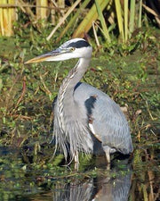 Great Blue Heron Notecards - Set of 4