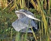 Great Blue Heron Notecards - Set of 4