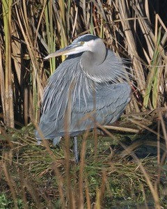 Great Blue Heron Notecards - Set of 4