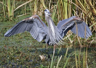 Great Blue Heron Notecards - Set of 4