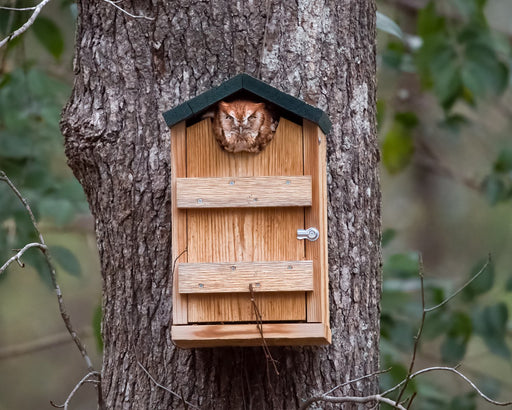 Screech Owl House with Red Morph of Eastern Screech Owl inside