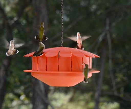 Humm-Bug Hummingbird Feeder