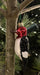red-headed woodpecker ornament on a real pine tree
