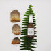 forest spirit massage and body oil vertical mushrooms and fern