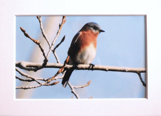 Eastern Bluebird Photography Print - Matted