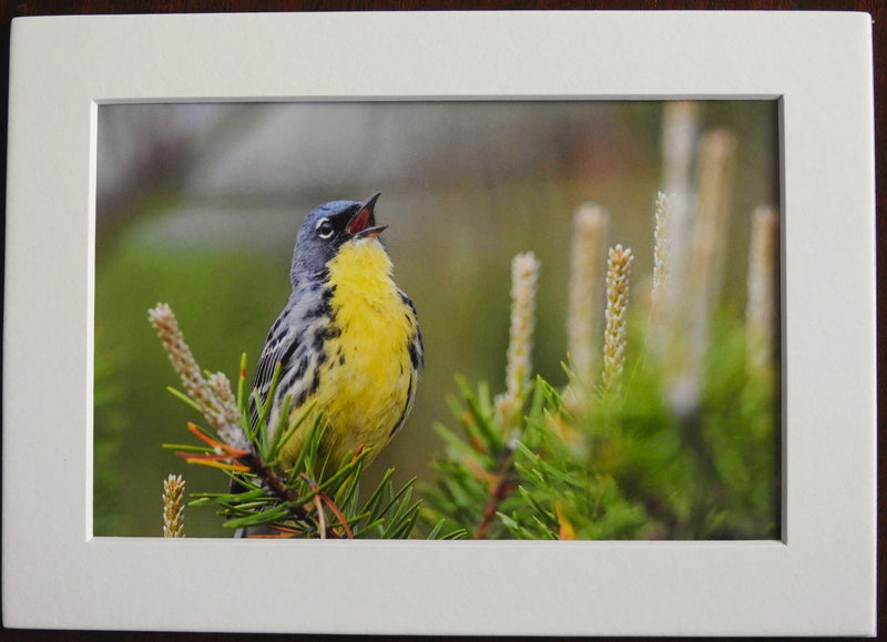 Kirtland Warbler Photography Print - Matted