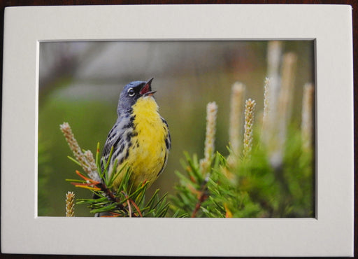 Kirtland Warbler Photography Print - Matted