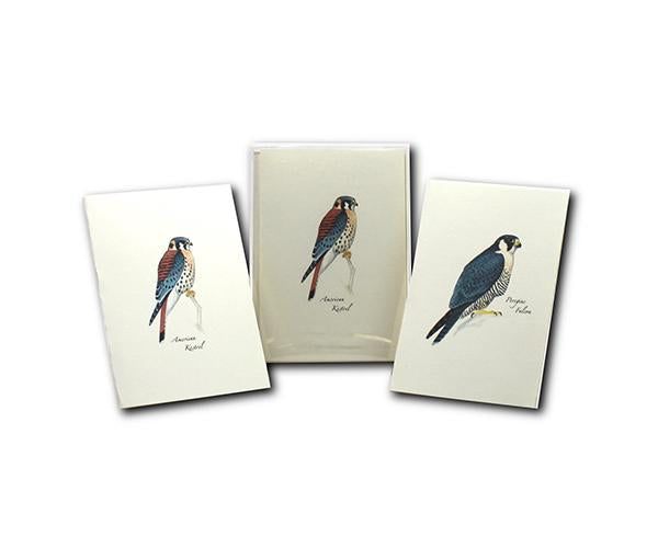 Sibley's Raptor Assortment Notecard Boxed Set — Nature Niche