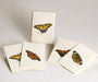 monarch Butterfly Notecard Assortment