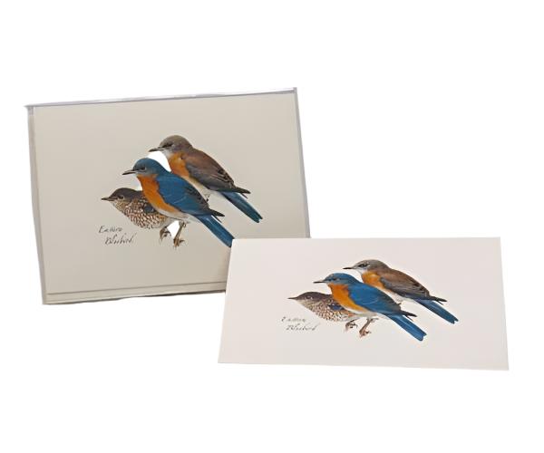 Eastern Bluebird Notecard Assortment