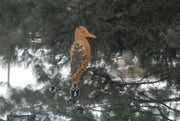 Mr. Woodpecker with black-capped chickadees and downy woodpecker
tan