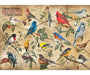 1000 piece puzzle of north american birds