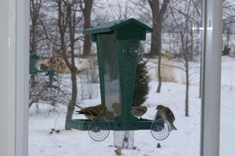 melody window with birds