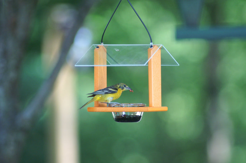 clear top fruit bowl with bird