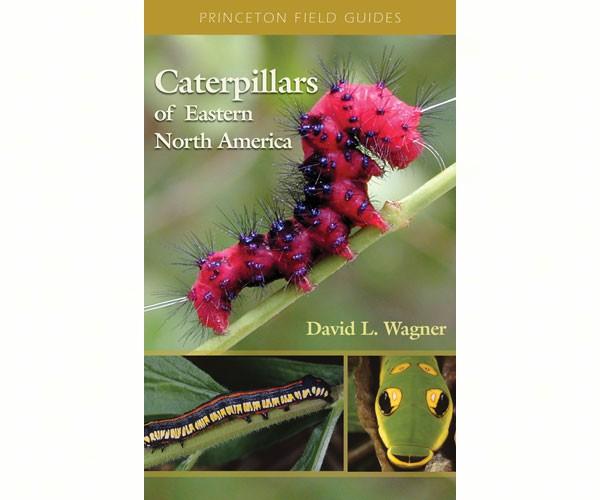 Caterpillars of Eastern North America — Nature Niche