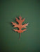 Upland Pin Oak Leaf Wall Art