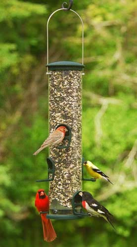 Quick Clean Big Tube Feeder - Spruce