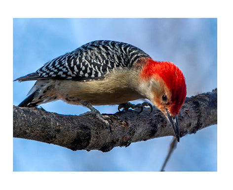 Red Bellied Woodpecker Notecard