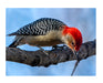 Red Bellied Woodpecker Notecard