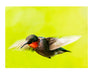 Ruby Throated Hummingbird Notecard