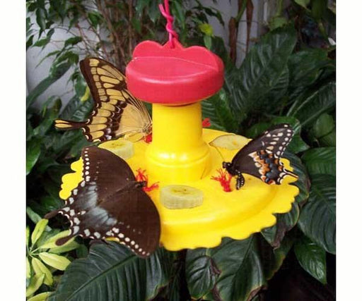 butterfly feeder with swallowtails