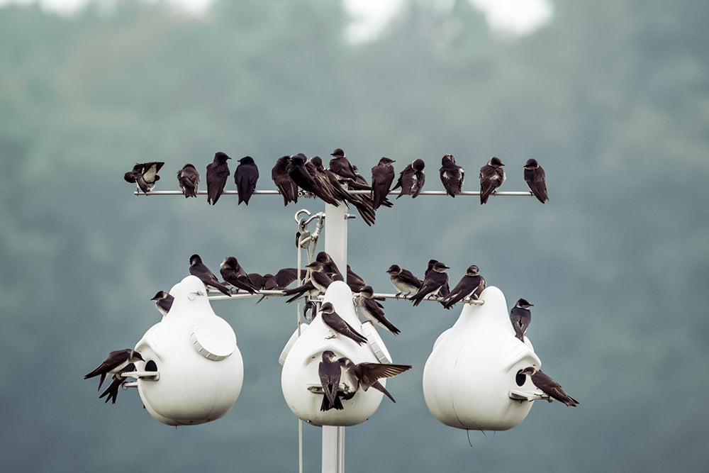 Ultimate Gourd for Purple Martins