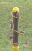 Yellow spiral finch bird feeder