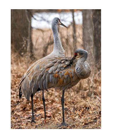 Sandhill Crane Notecard