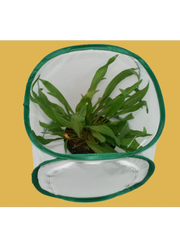 Small Butterfly Habitat