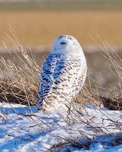 Snowy Owl Notecards - Set of 4