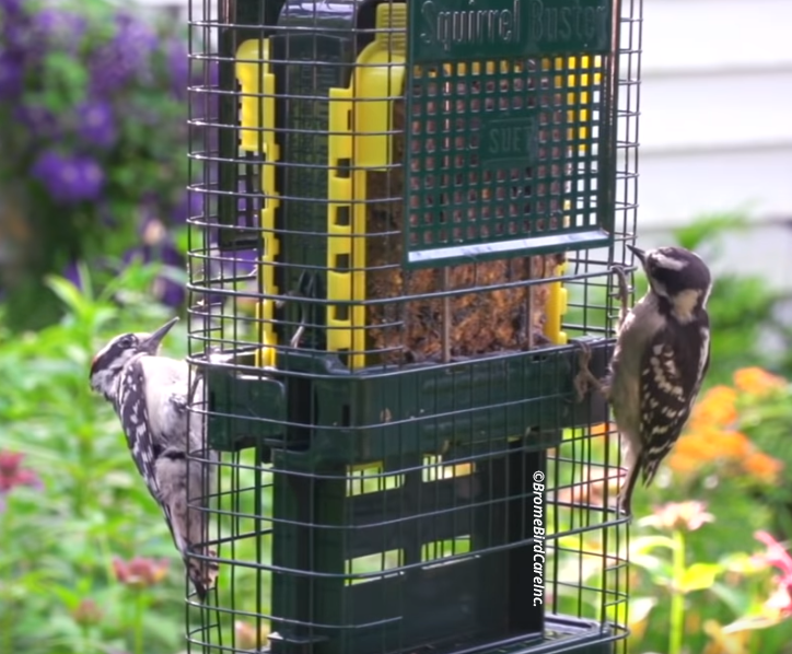 Squirrel buster for suet