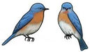 Jabebo eastern bluebird earrings