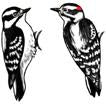 Jabebo downy woodpecker earrings