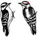 Jabebo downy woodpecker earrings