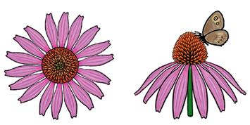 Jabebo echinacea earrings