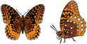 Jabebo fritillary butterfly earrings