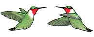 Jabebo ruby hummingbird earrings