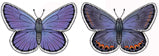 Jabebo karner blue butterfly earrings