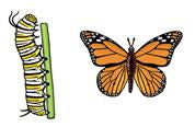 Jabebo monarch butterfly earrings