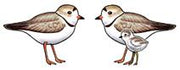 Jabebo piping plover earrings