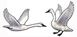 Jabebo trumpeter swan earrings
