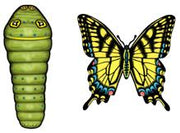 Jabebo tiger swallowtail butterfly earrings