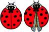 Jabebo ladybug earrings
