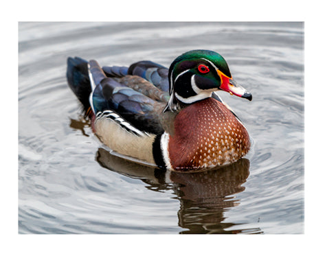 Wood Duck Notecard
