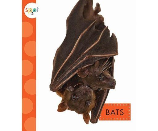 Bats Spot Backyard Animals