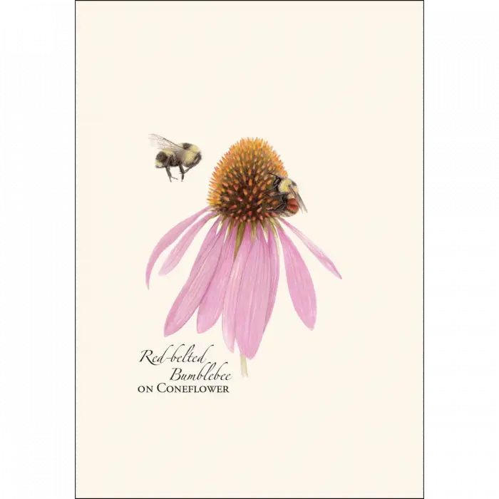 Bumblebee Assortment Notecard Boxed Set - red-belted bumblebee