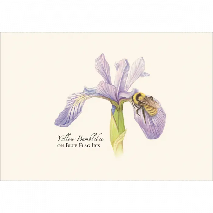 Bumblebee Assortment Notecard Boxed Set - Yellow Bumblebee