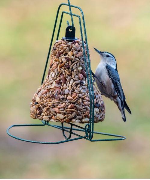 Mr. Bird's Seed Bell Hanger - happy visitor