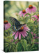 Black Swallowtail Butterfly Gallery Wrapped Canvas